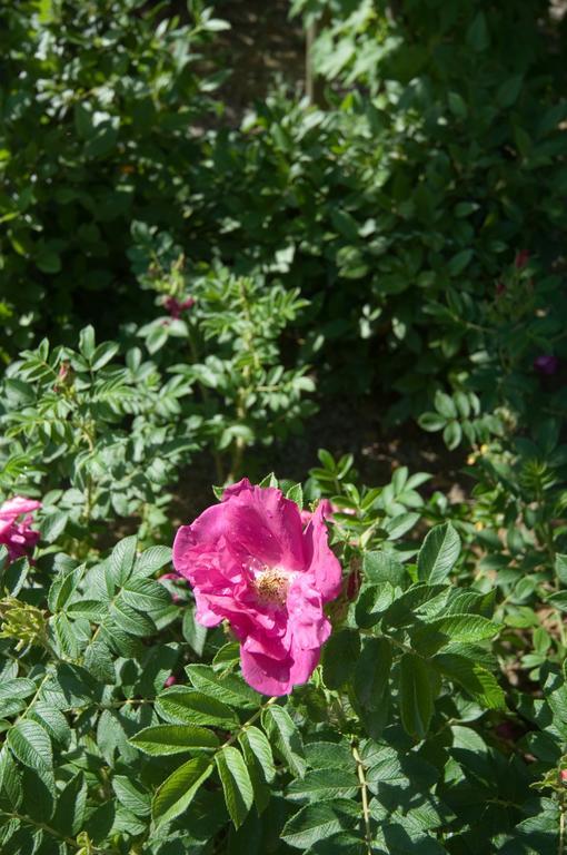 Agriturismo Casale Le Selvette Ripa Ngoại thất bức ảnh